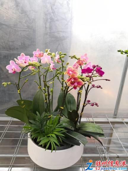 三里河打折促銷 艷麗花卉、精品苗木與數碼產品齊優惠