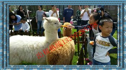 江蘇什么地方有出租羊駝的_羊駝?wù)褂[_馬戲團(tuán)出租_動(dòng)物憑租_山東益佳動(dòng)物憑租 - 商國(guó)互聯(lián)網(wǎng)