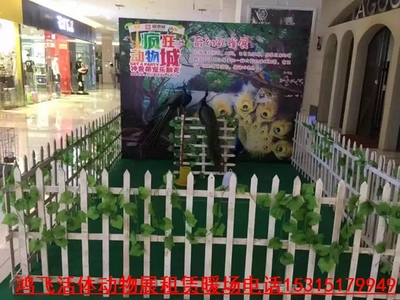 調(diào)兵山市專業(yè)出租動(dòng)物展 海獅表演租賃價(jià)格(資源豐富)