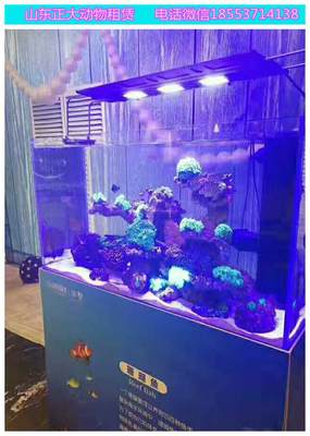 長(zhǎng)沙哪里有企鵝萌寵展覽 大象獅子老虎表演 羊駝互動(dòng)價(jià)