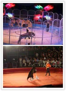 新密市哪里有馬戲團表演出租的嗎都有哪些節目動物雜技等表演