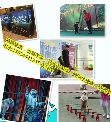 恩施州租賃海獅表演