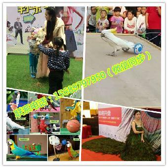 江門(mén)市馬戲團(tuán)表演出租 鸚鵡表演租賃_志趣網(wǎng)