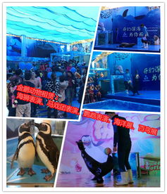 高清圖惠州市環(huán)球飛車(chē)表演租賃