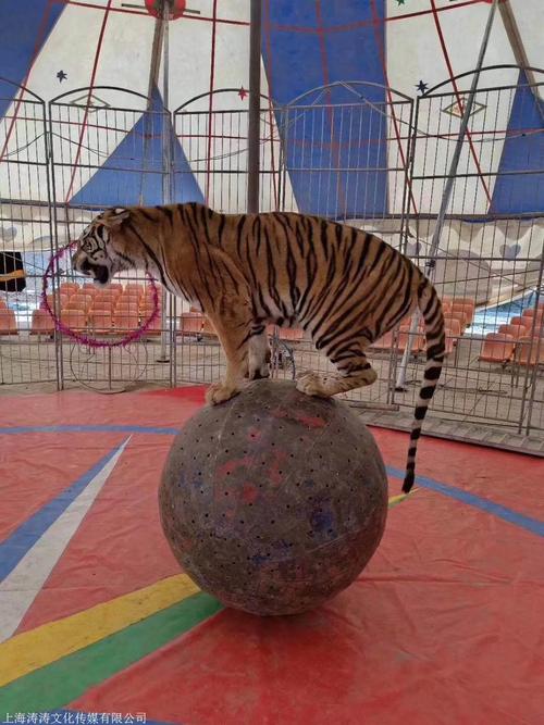 馬戲團(tuán)表演出租公司馬戲團(tuán)表演出租價(jià)格