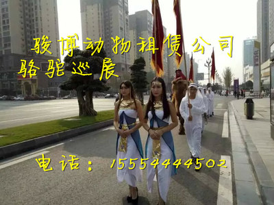 平頂山哪有沒有租賃出租羊駝的_供應(yīng)信息_金農(nóng)網(wǎng)