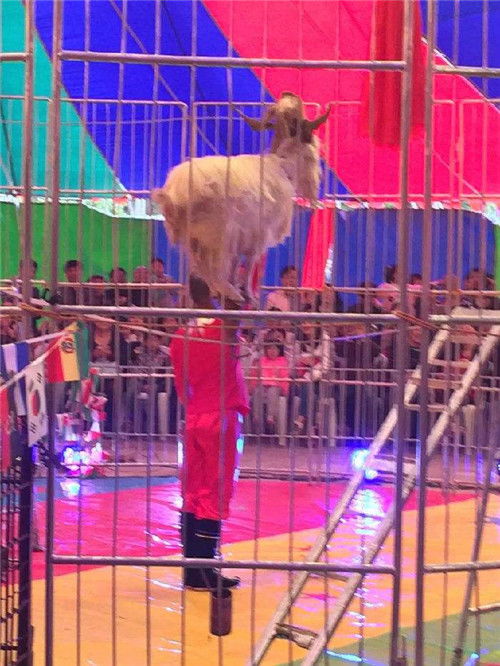 陽新縣小羊駝精品出售萌寵展出租