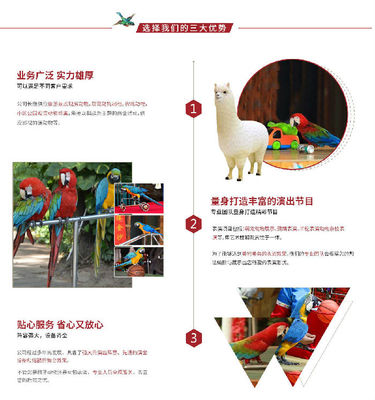 動物表演租賃公司,創(chuàng)意馬戲團(tuán)表演