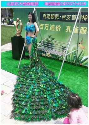 陜西大型馬戲團表演出租 羊駝海獅萌寵出租 動物展覽出