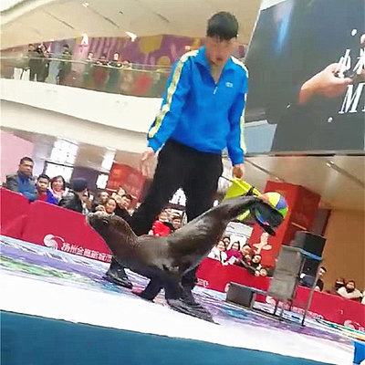 馬戲表演鎮(zhèn)江