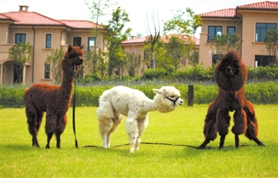 公司開業(yè) 精彩的馬戲團表演 火爆一夏