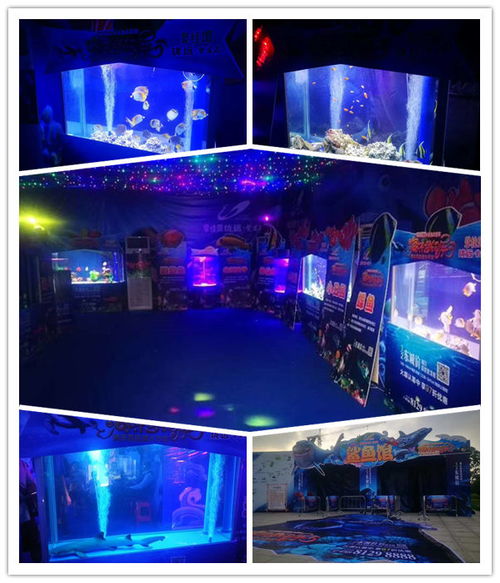 專業呆萌馬戲團表演出租租賃十堰市