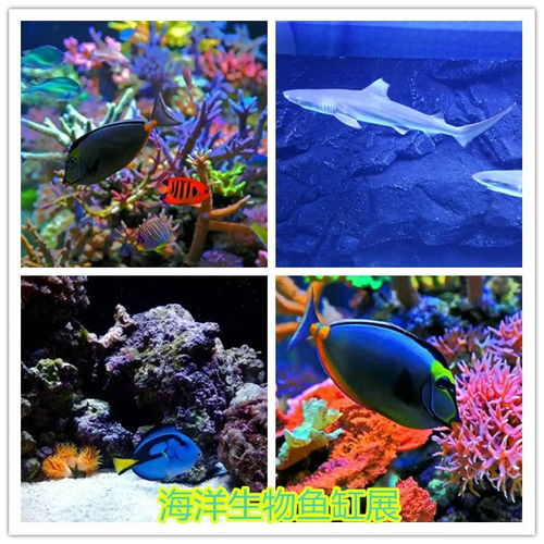 東陽當地馬戲團表演租賃