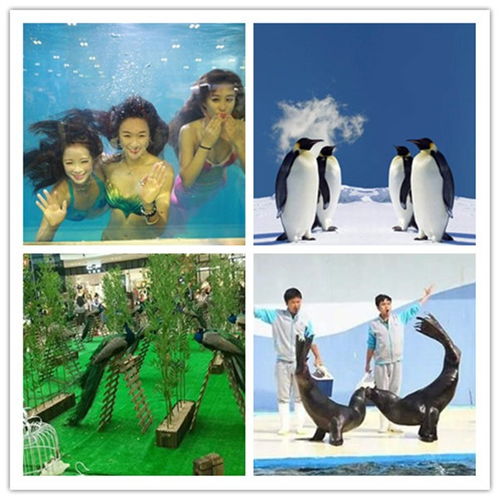 普蘭店市哪有馬戲團表演出租