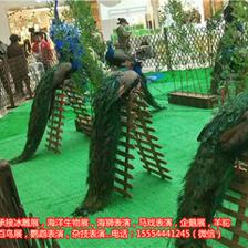 黑龍江雙城市馬戲團表演租賃出租羊駝