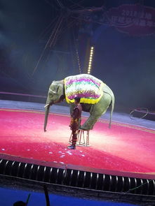 馬戲團(tuán)租賃哪里有羊駝大象租賃策劃活動(dòng)暖場(chǎng)