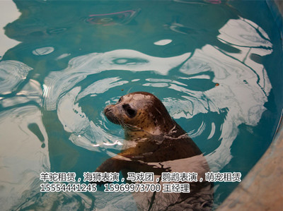 全套的馬戲團(tuán)出租長(zhǎng)沙市