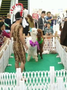 上猶縣羊駝出租 專業(yè)矮馬租賃公司 駱駝出售最低價格