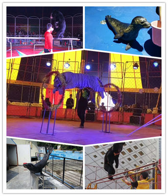 海豹展覽租賃湛江市專業(yè)海獅表演出租