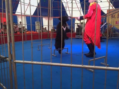 大型馬戲團(tuán)表演租賃環(huán)球飛車公司節(jié)目表演出租馬戲團(tuán)價 馬戲團(tuán)表演出租