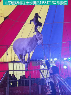 合山市海獅表演出租馬戲團(tuán)表演出租鸚鵡表演出租