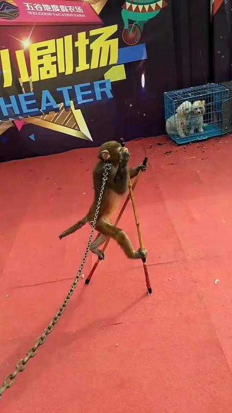 孝感雜技專場出租 #荊州馬戲團表演出