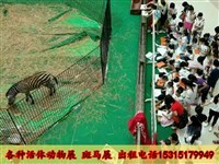 馬戲團(tuán)表演出租、獅虎表演及冰雕展出租賃全方位指南