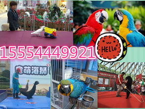 寧強縣專業海獅表演、海洋生物展及冰雕展出租賃服務詳情