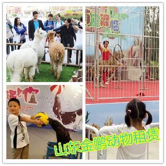 寧安市馬戲團表演租賃與合作指南